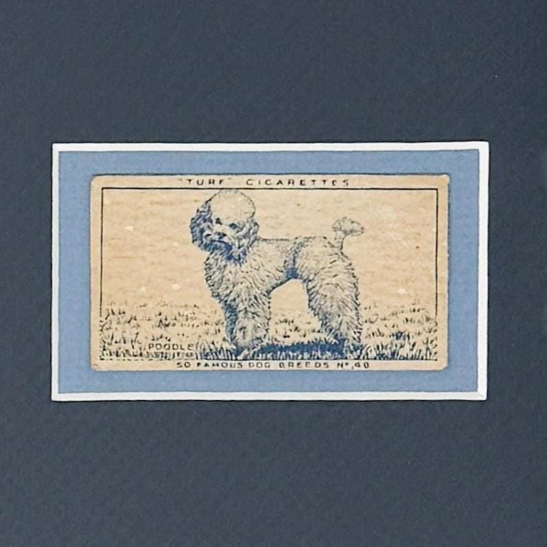 Framed Vintage Dog Cigarette Card c. 1952, Poodle