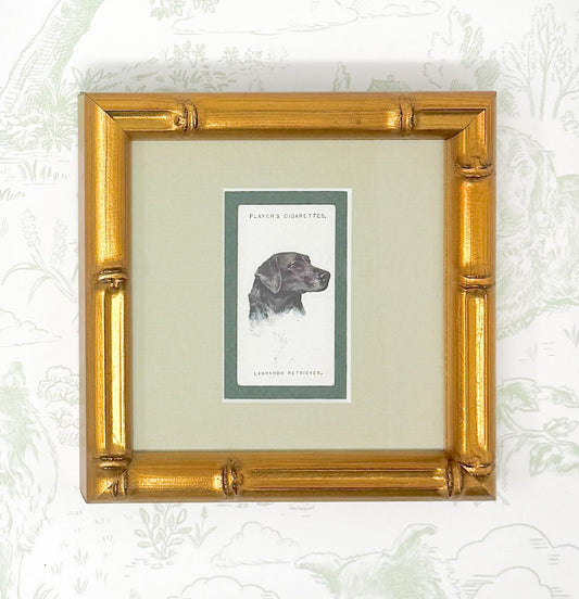 Framed Dog Antique Cigarette Card c. 1929, Black Labrador Retriever