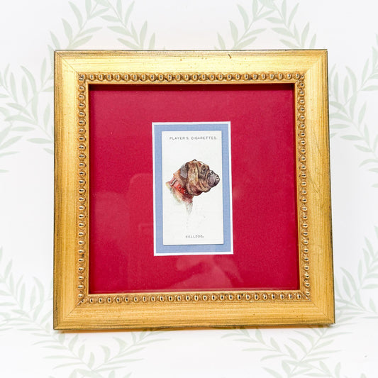Framed Antique Dog Cigarette Card c. 1929, Bulldog