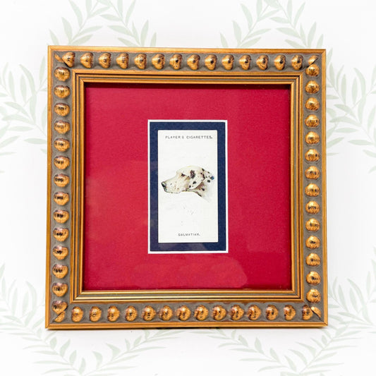 Framed Antique Dog Cigarette Card c. 1929, Dalmatian