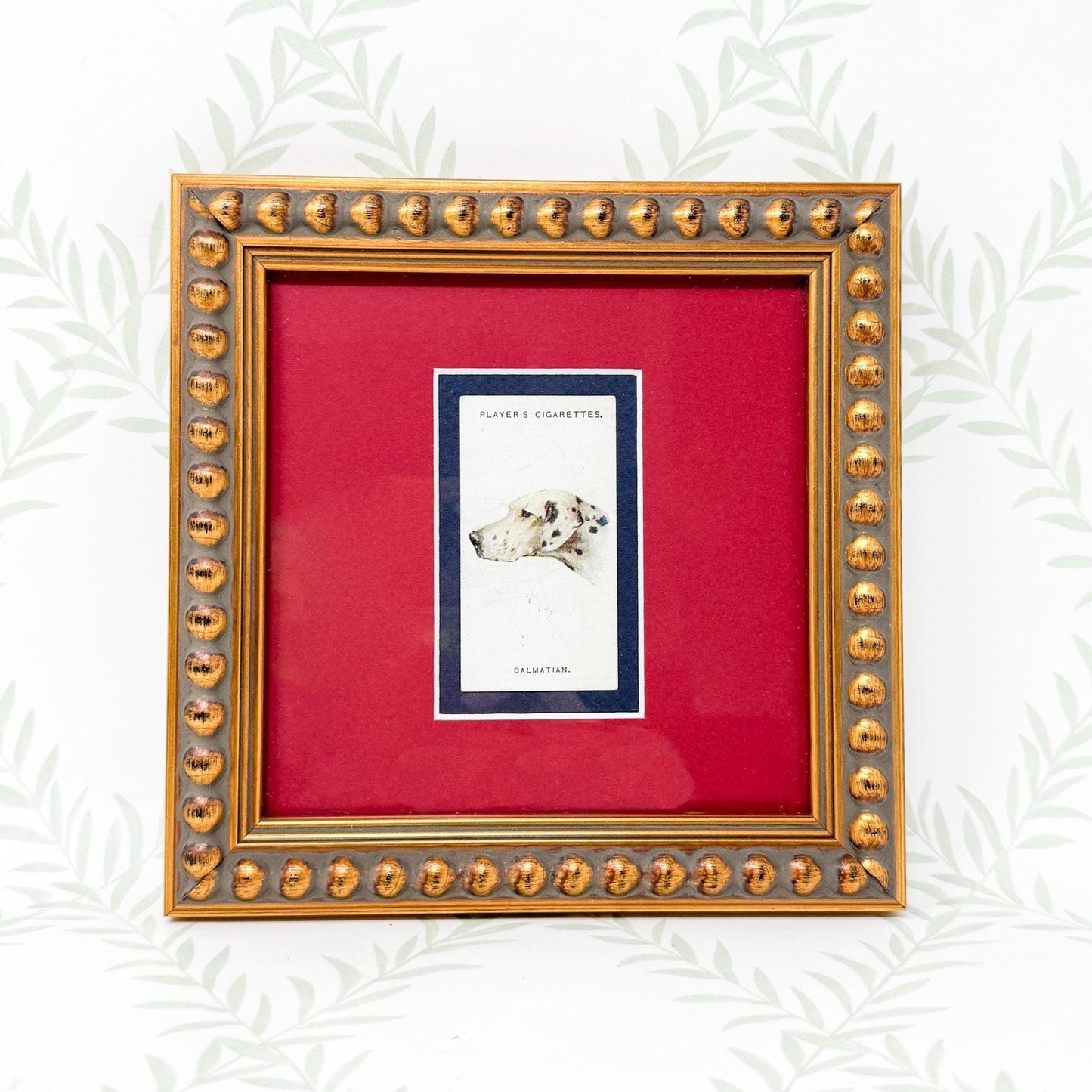 Framed Antique Dog Cigarette Card c. 1929, Dalmatian