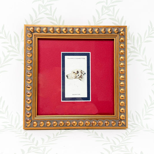 Framed Antique Dog Cigarette Card c. 1929, Dalmatian