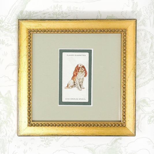 Framed Antique Dog Cigarette Card c. 1929, King Charles Cavalier Spaniel