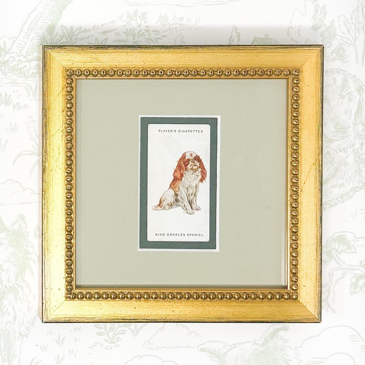 Framed Antique Dog Cigarette Card c. 1929, King Charles Cavalier Spaniel