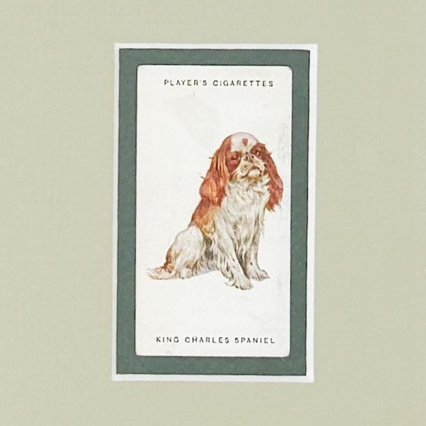 Framed Antique Dog Cigarette Card c. 1929, King Charles Cavalier Spaniel