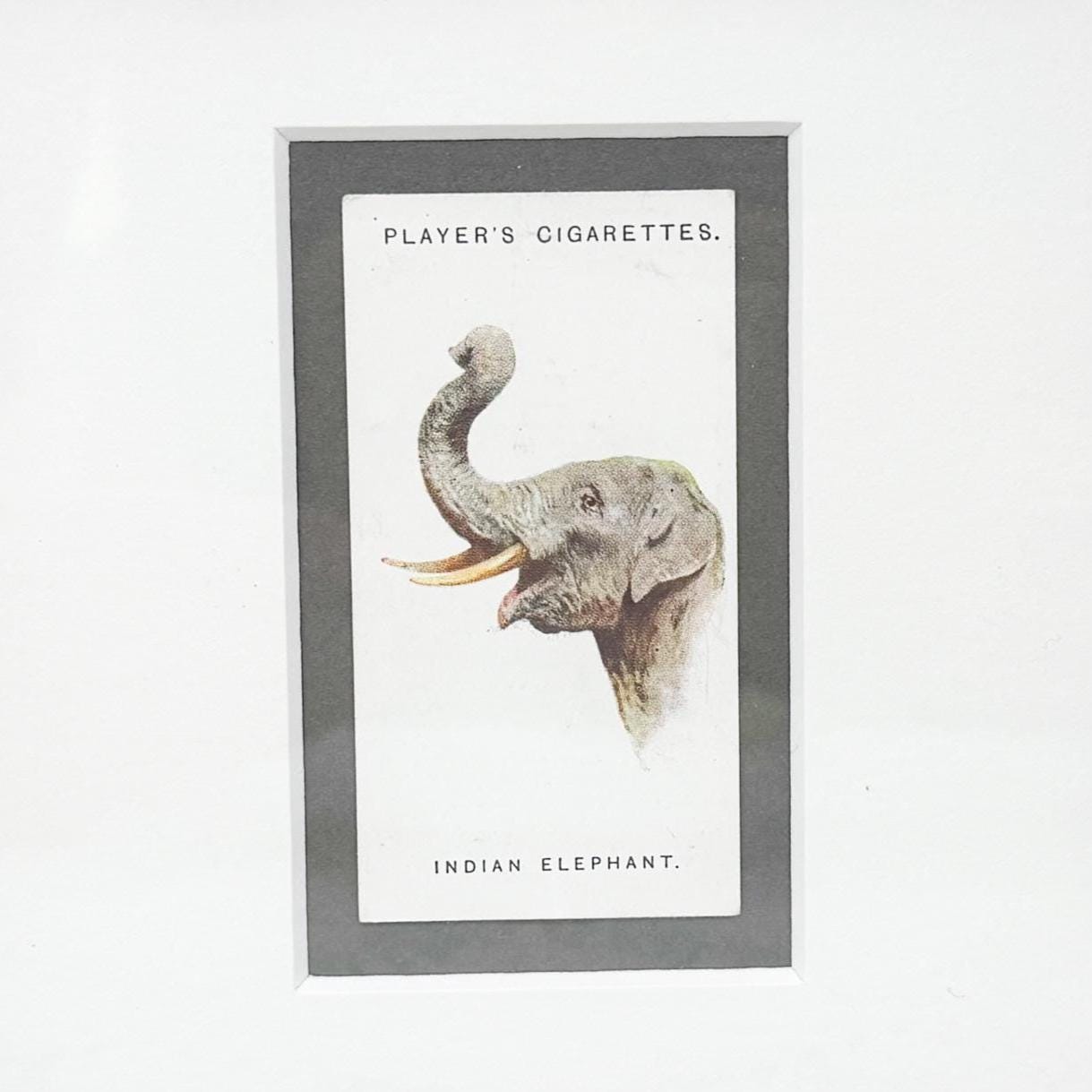 Framed Antique Cigarette Card c. 1931, Indian Elephant