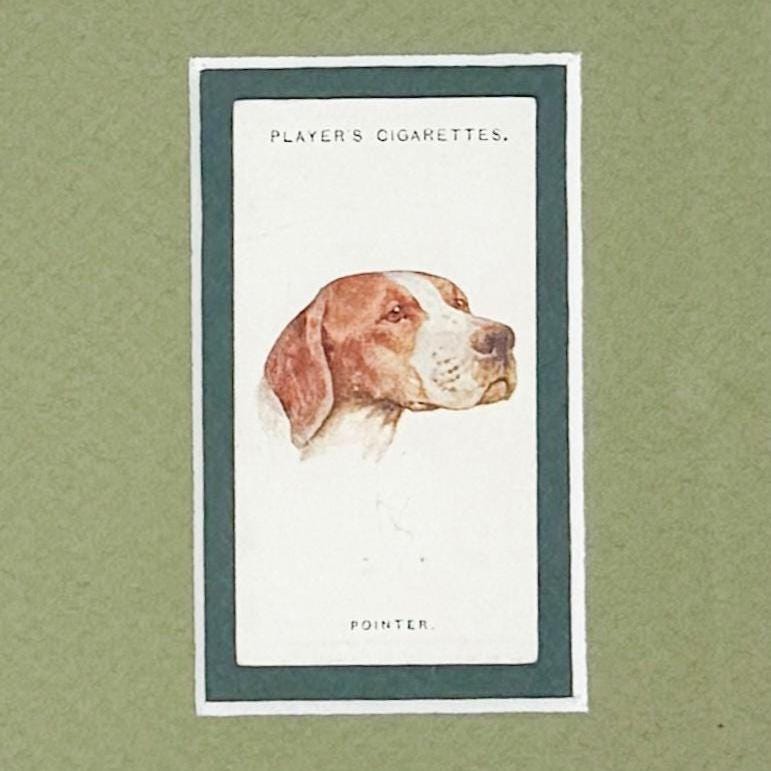 Framed Antique Dog Cigarette Card c. 1929, Pointer