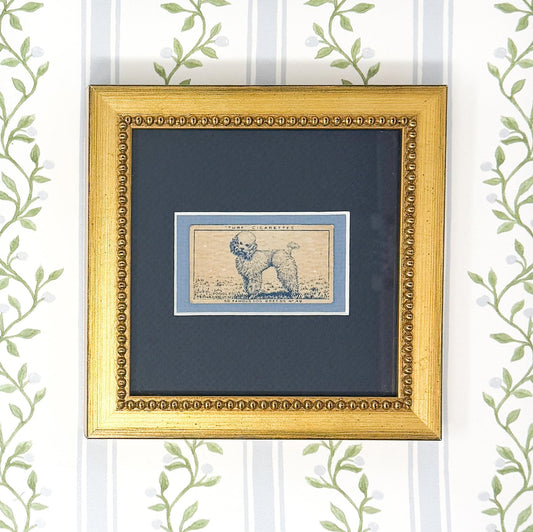 Framed Vintage Dog Cigarette Card c. 1952, Poodle
