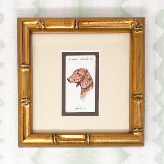 Framed Antique Dog Cigarette Card c. 1929, Dachshund