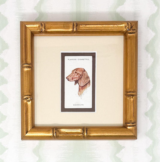 Framed Antique Dog Cigarette Card c. 1929, Dachshund