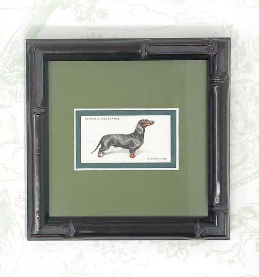 Framed Dog Antique Cigarette Card c. 1931, Dachshund