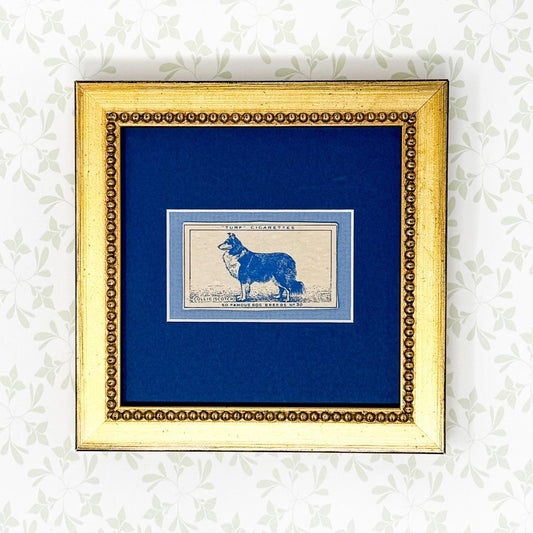 Framed Vintage Dog Cigarette Card c. 1952, Scotch Collie