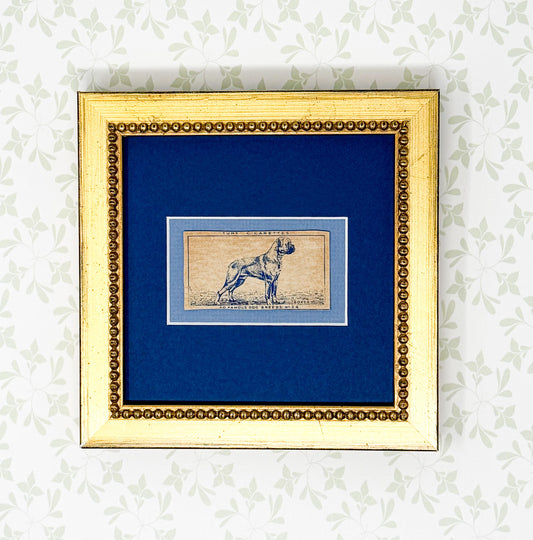 Framed Vintage Dog Cigarette Card c. 1952, Boxer