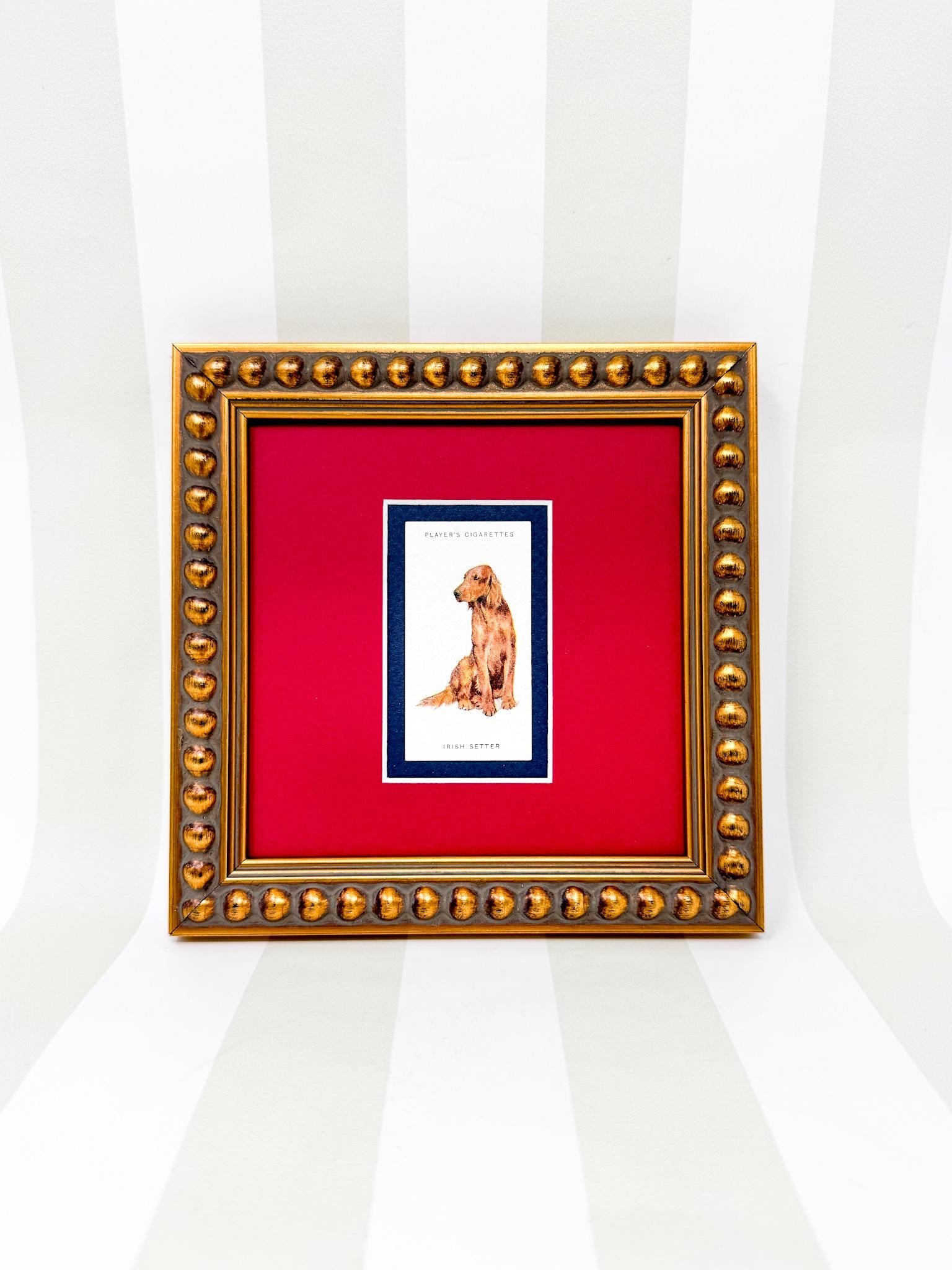 Framed Antique Dog Cigarette Card c. 1929, Irish Setter