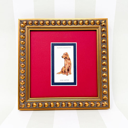 Framed Antique Dog Cigarette Card c. 1929, Irish Setter