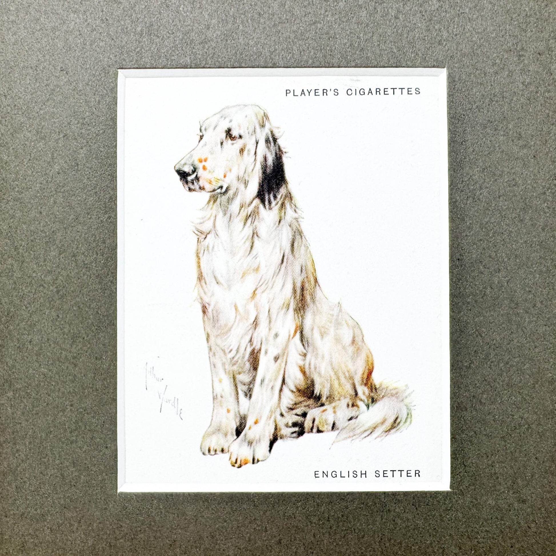 Framed Antique Dog Cigarette Card c. 1933, English Setter