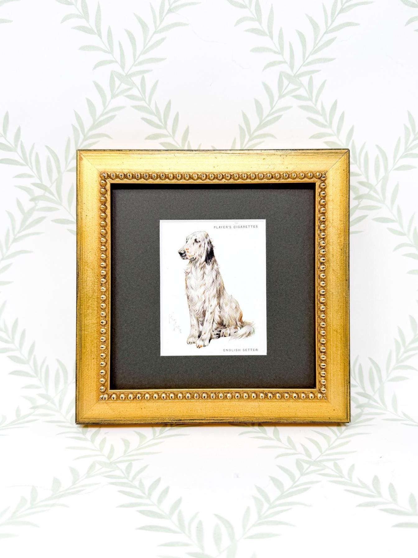 Framed Antique Dog Cigarette Card c. 1933, English Setter