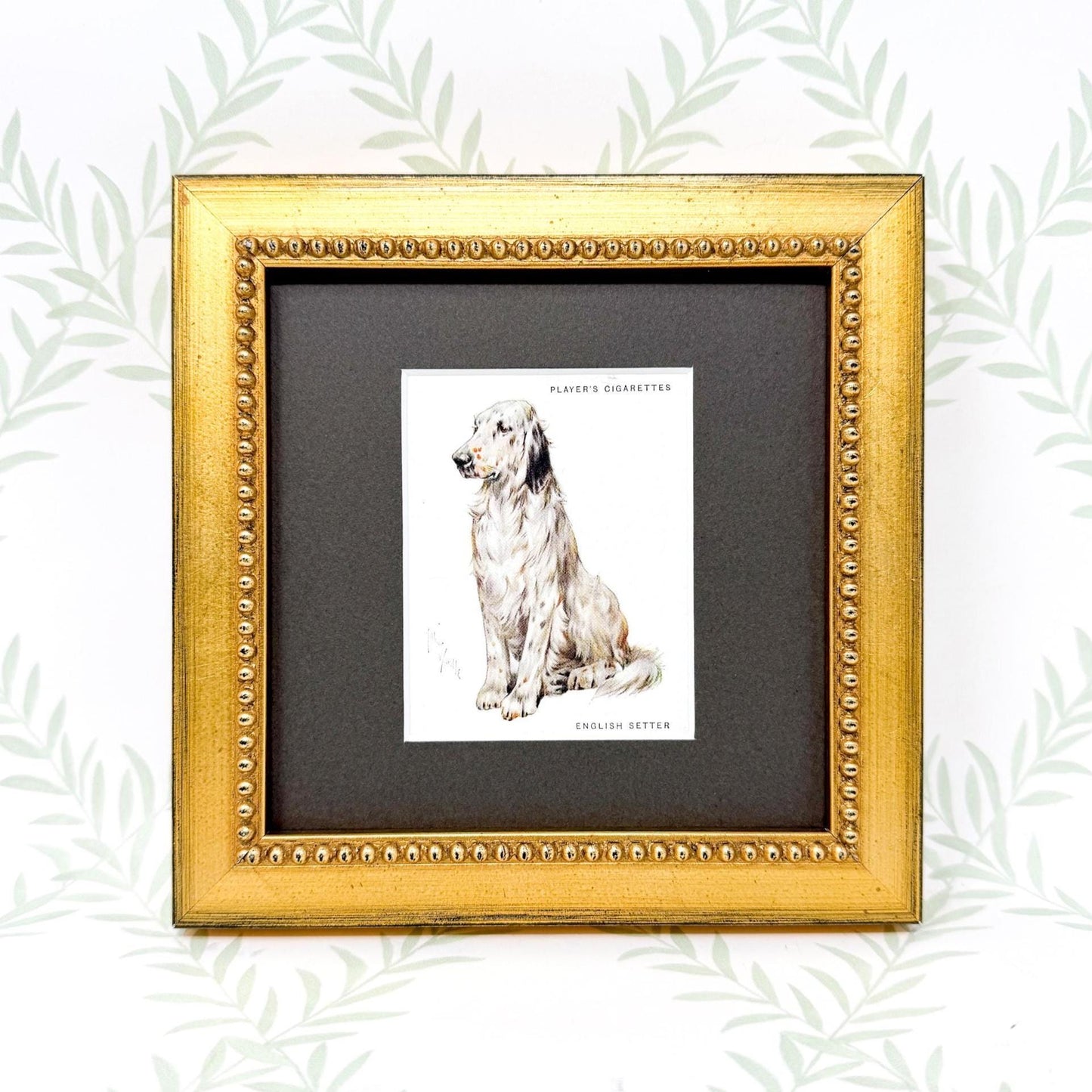 Framed Antique Dog Cigarette Card c. 1933, English Setter