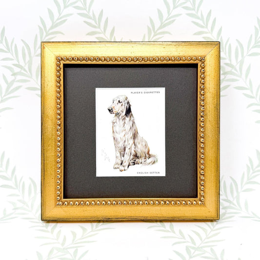 Framed Antique Dog Cigarette Card c. 1933, English Setter