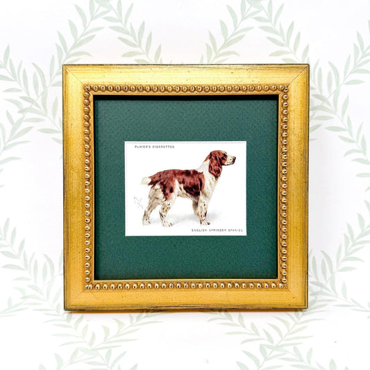 Framed Antique Dog Cigarette Card c. 1933, English Springer Spaniel