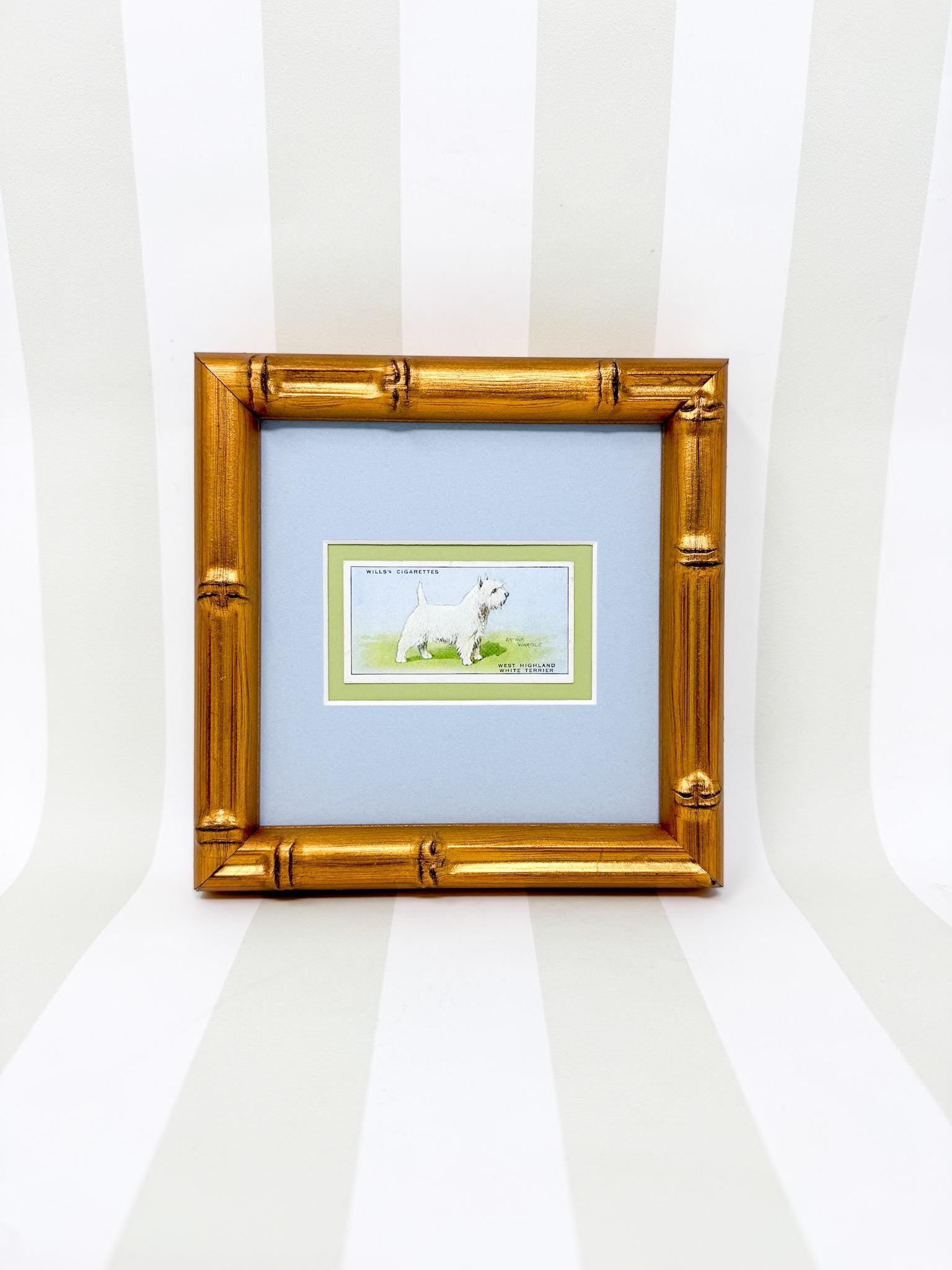 Framed Vintage Dog Cigarette Card c. 1937, West Highland Terrier
