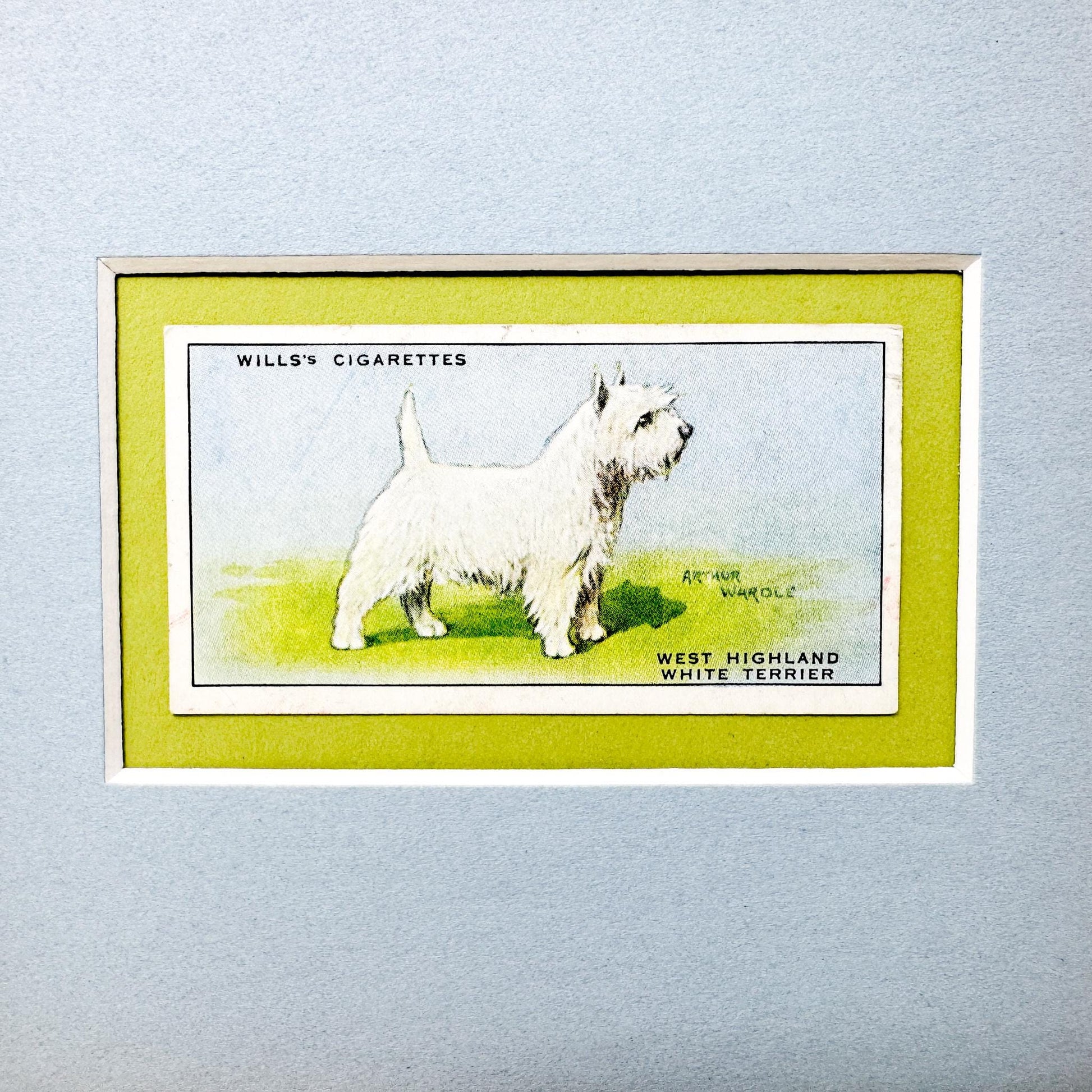 Framed Vintage Dog Cigarette Card c. 1937, West Highland Terrier