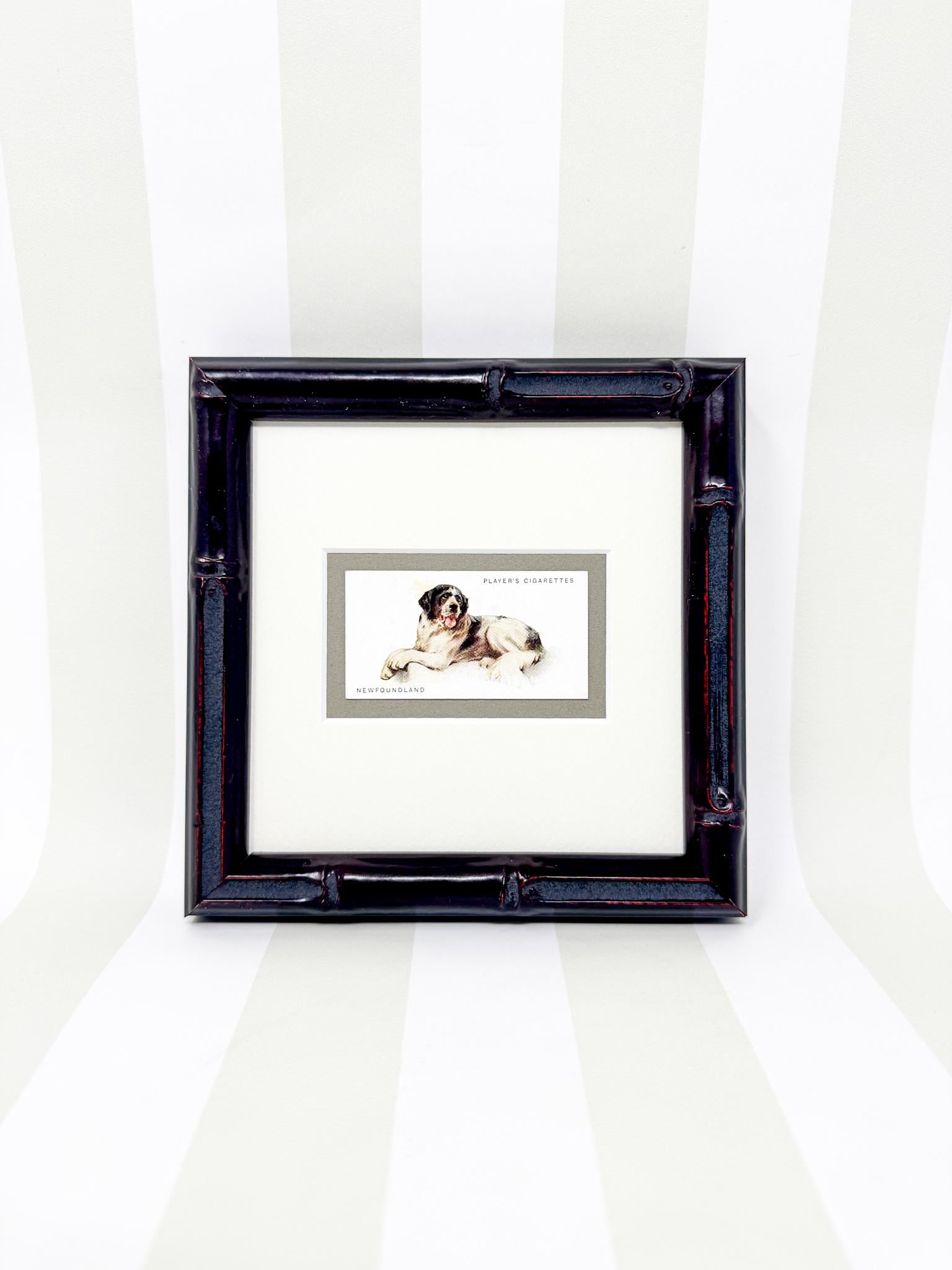 Framed Dog Antique Cigarette Card c. 1931, Newfoundland
