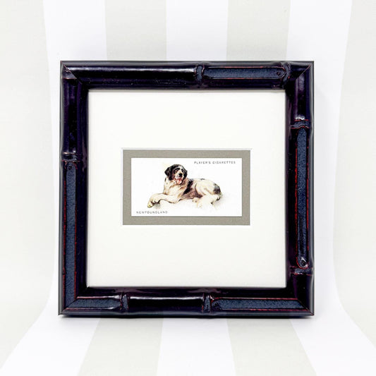 Framed Dog Antique Cigarette Card c. 1931, Newfoundland