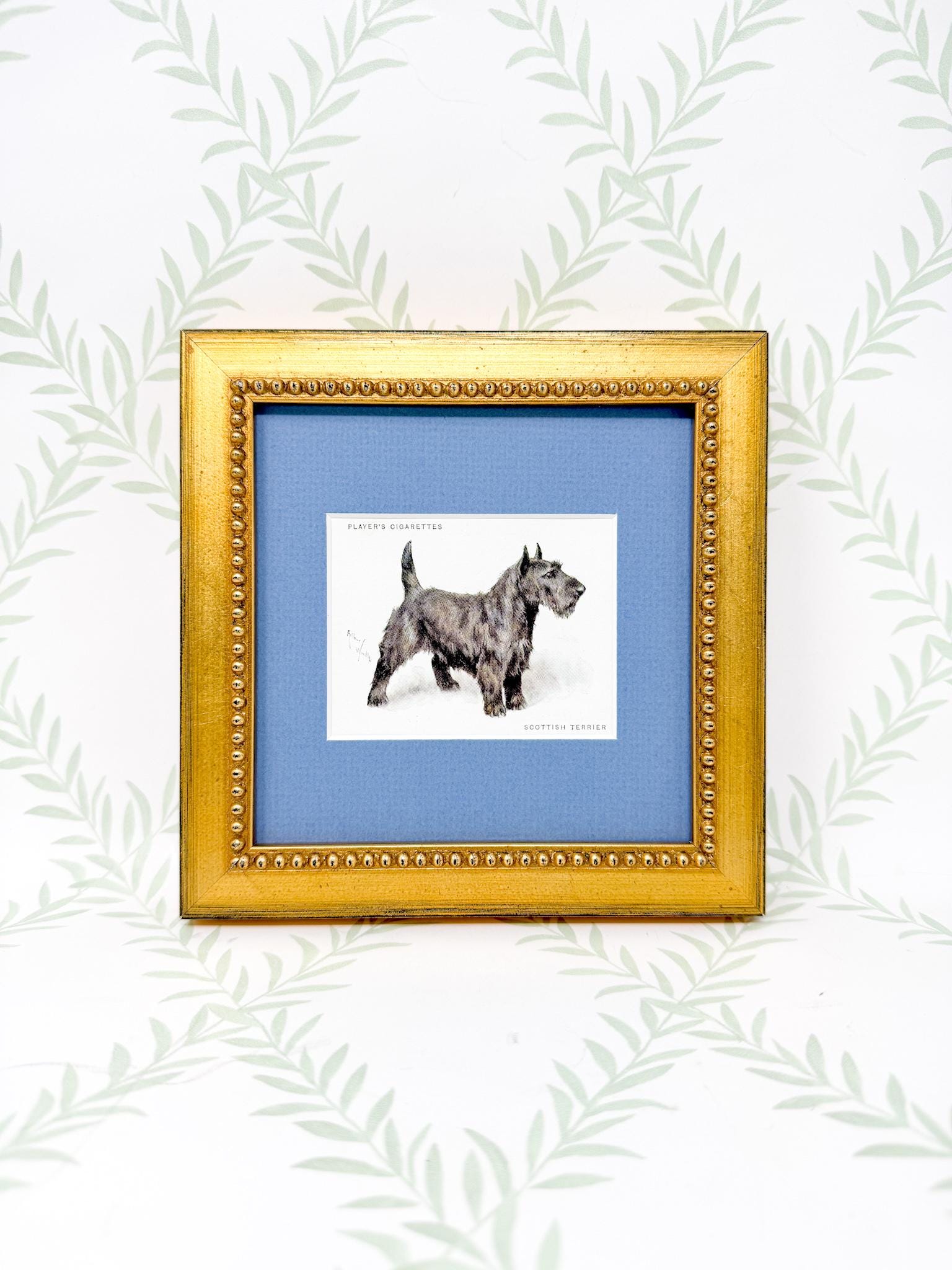 Framed Antique Dog Cigarette Card c. 1933, Scottish Terrier