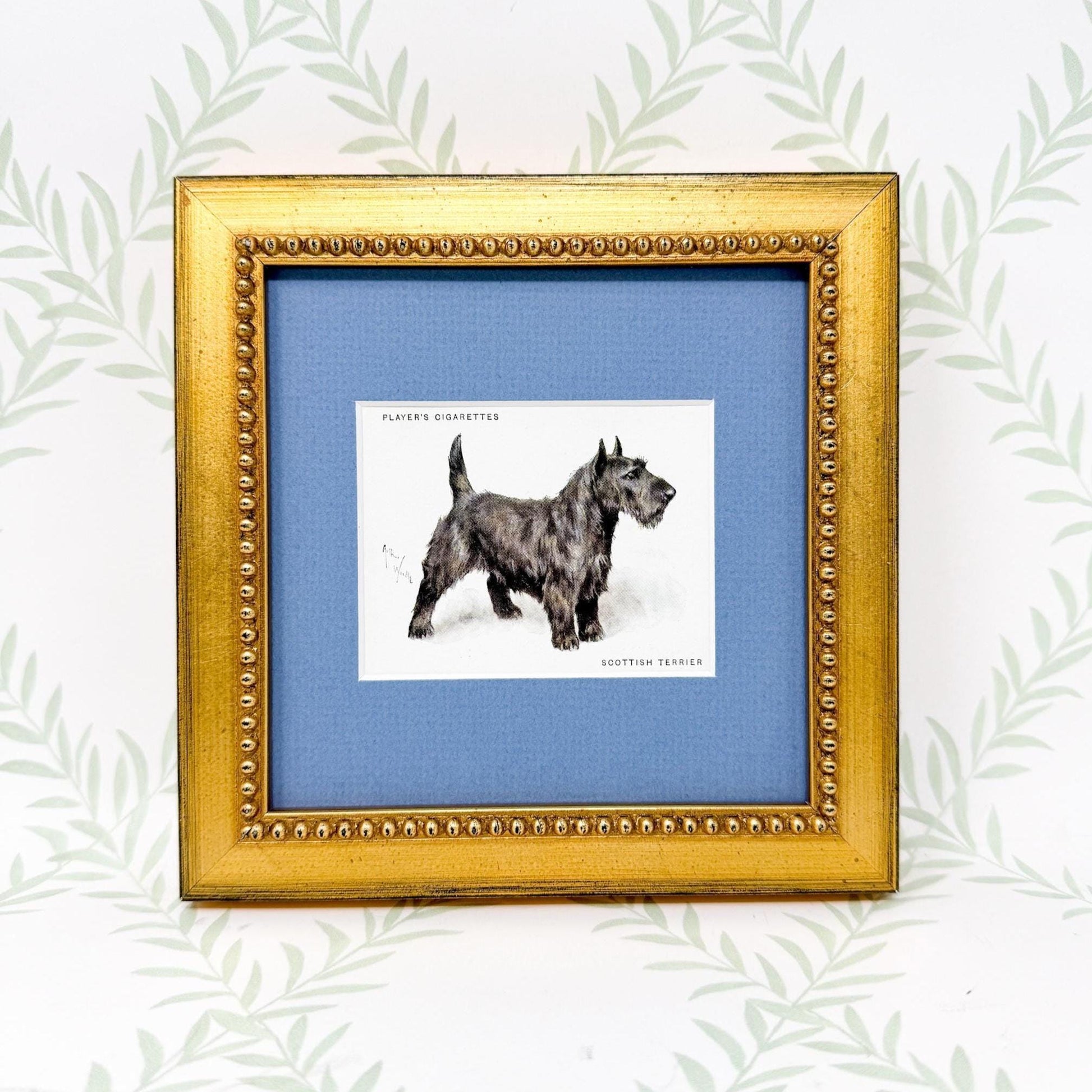 Framed Antique Dog Cigarette Card c. 1933, Scottish Terrier