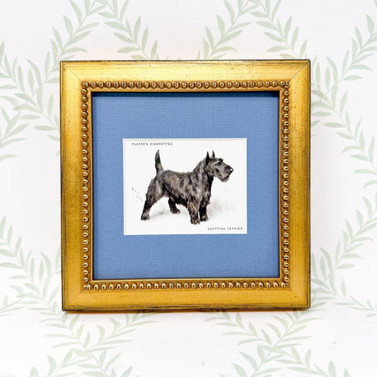 Framed Antique Dog Cigarette Card c. 1933, Scottish Terrier