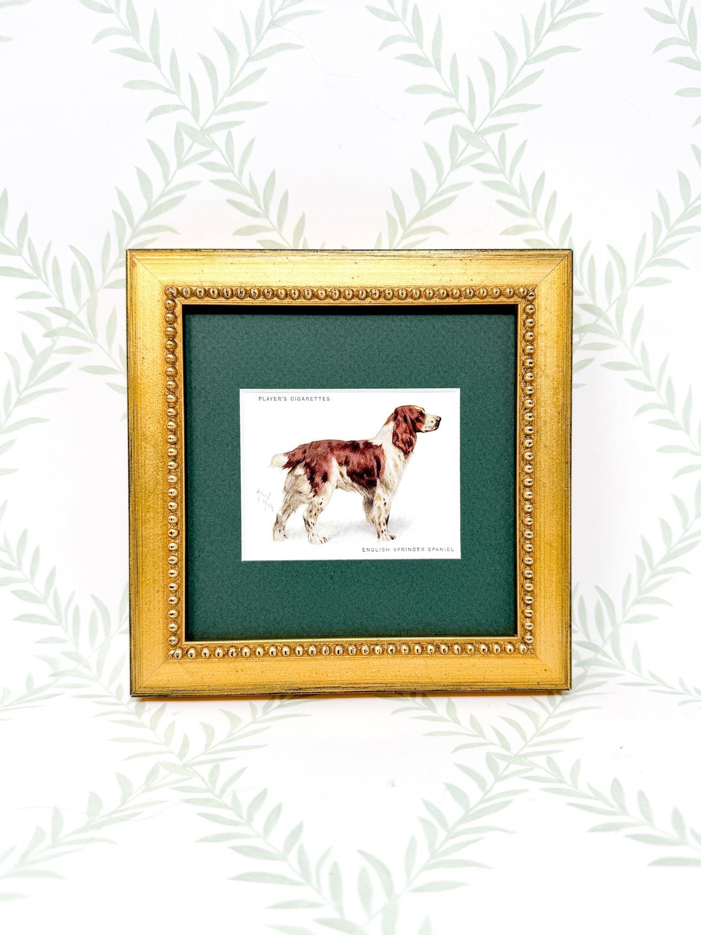Framed Antique Dog Cigarette Card c. 1933, English Springer Spaniel