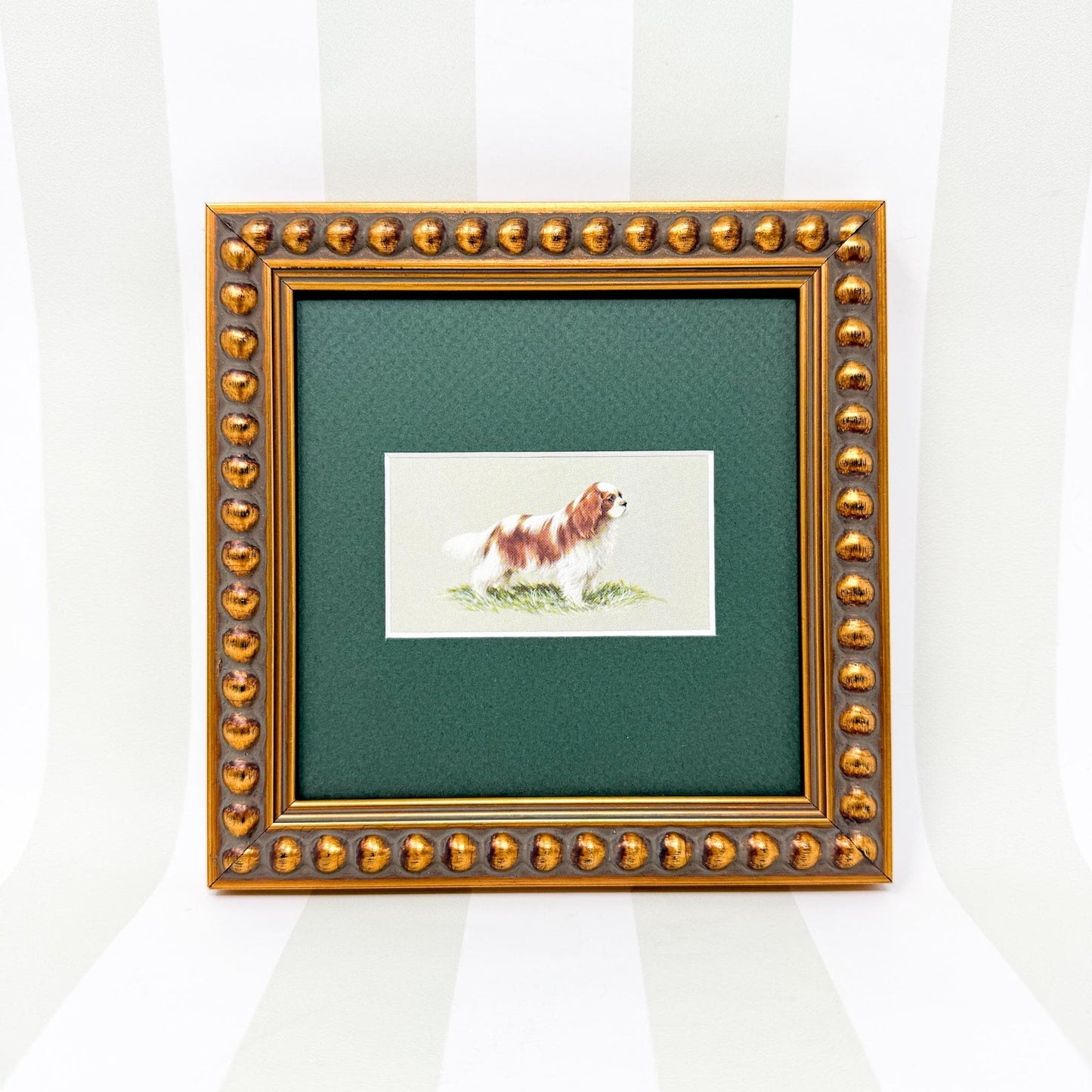 Framed Dog Vintage Cigarette Card c. 1971, King Charles Cavalier Spaniel