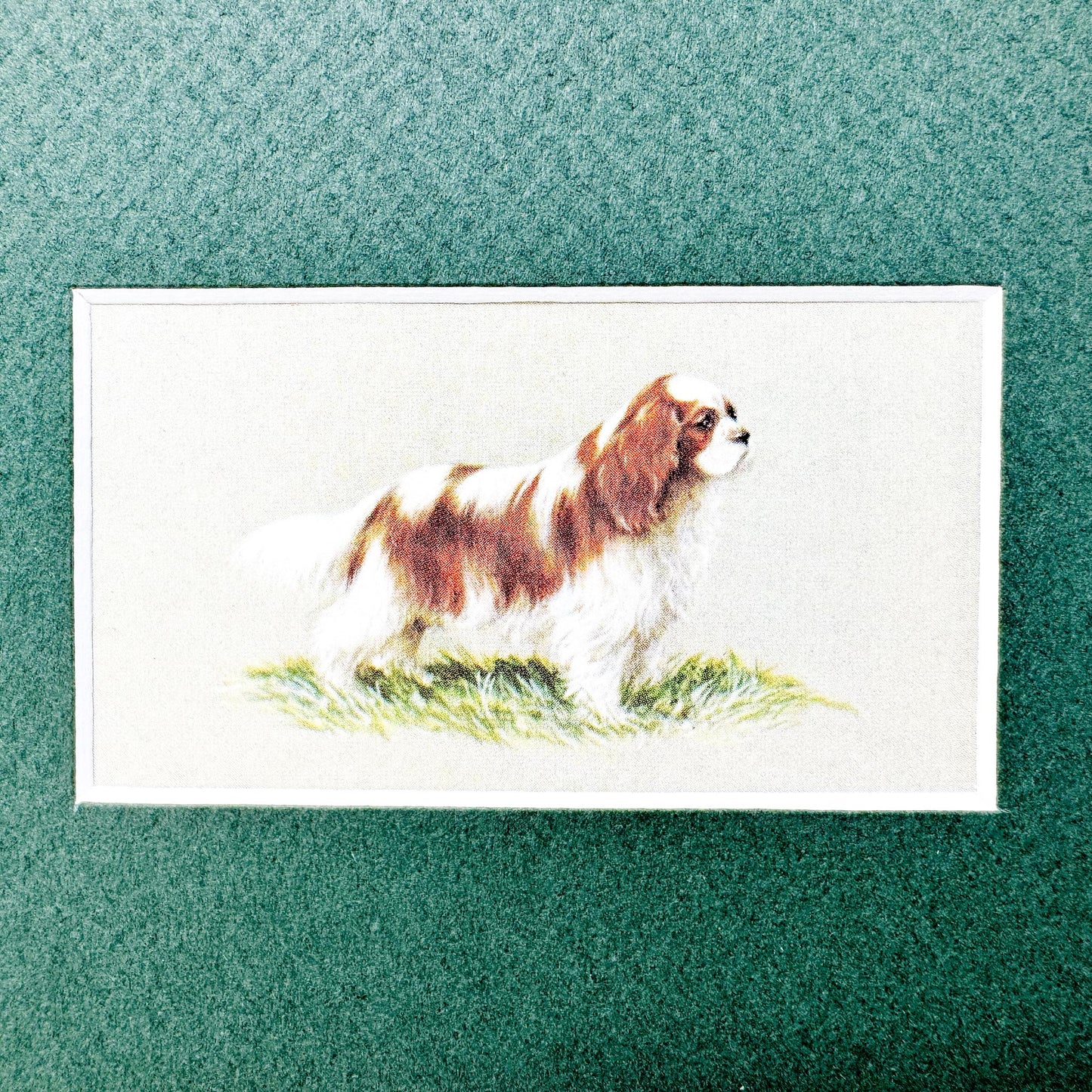 Framed Dog Vintage Cigarette Card c. 1971, King Charles Cavalier Spaniel