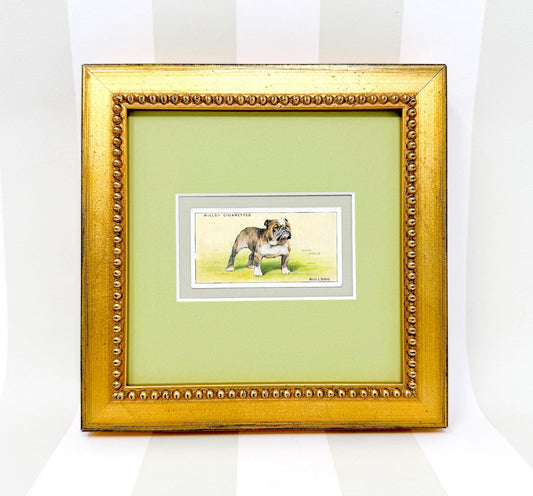 Framed Vintage Dog Cigarette Card c. 1937, Bulldog