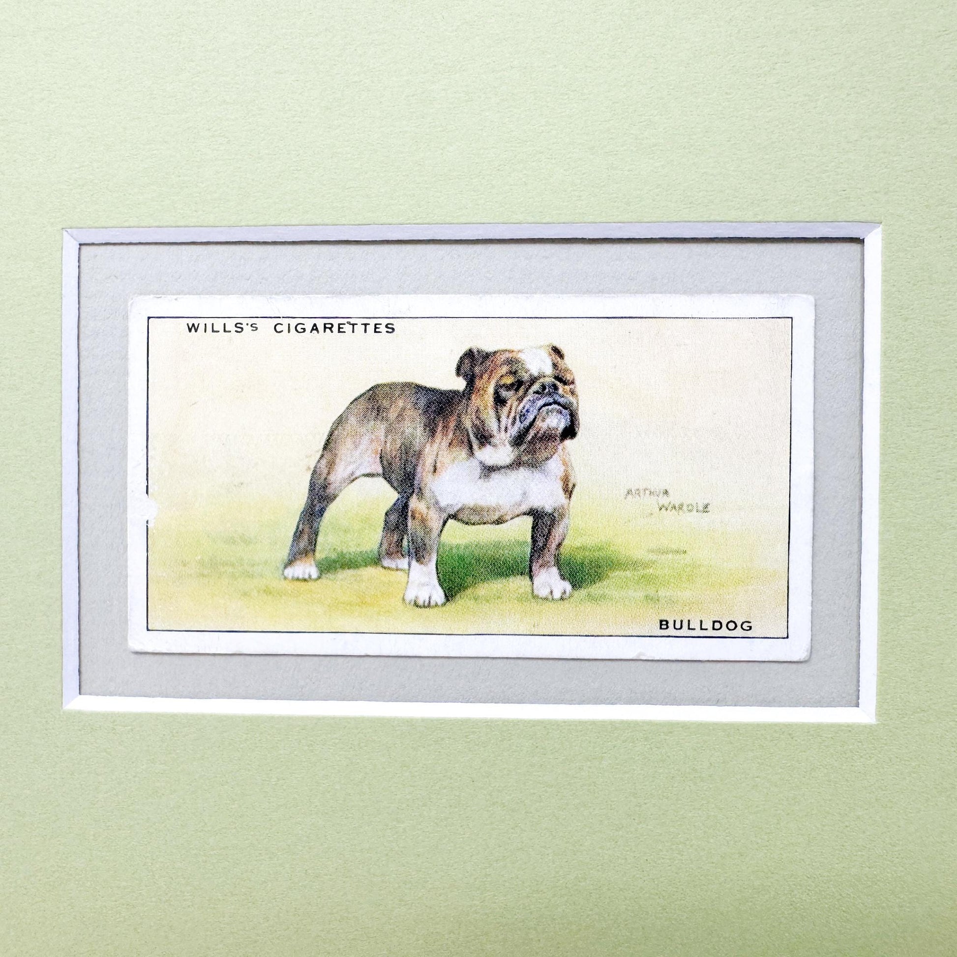 Framed Vintage Dog Cigarette Card c. 1937, Bulldog