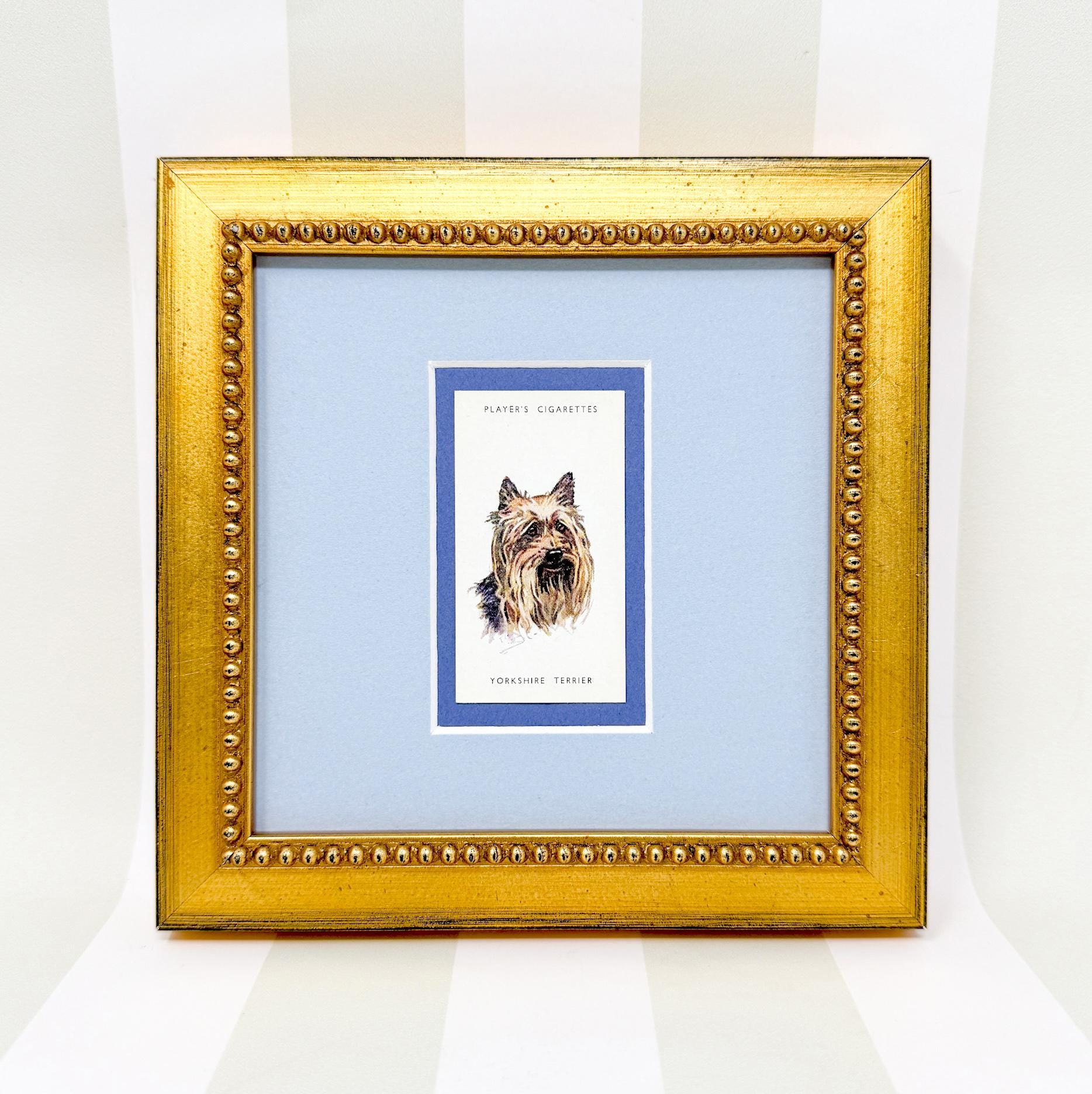 Framed Antique Dog Cigarette Card c. 1929, Yorkshire Terrier