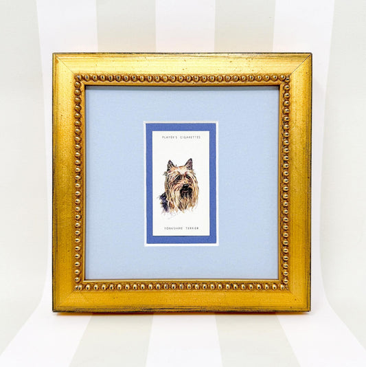Framed Antique Dog Cigarette Card c. 1929, Yorkshire Terrier