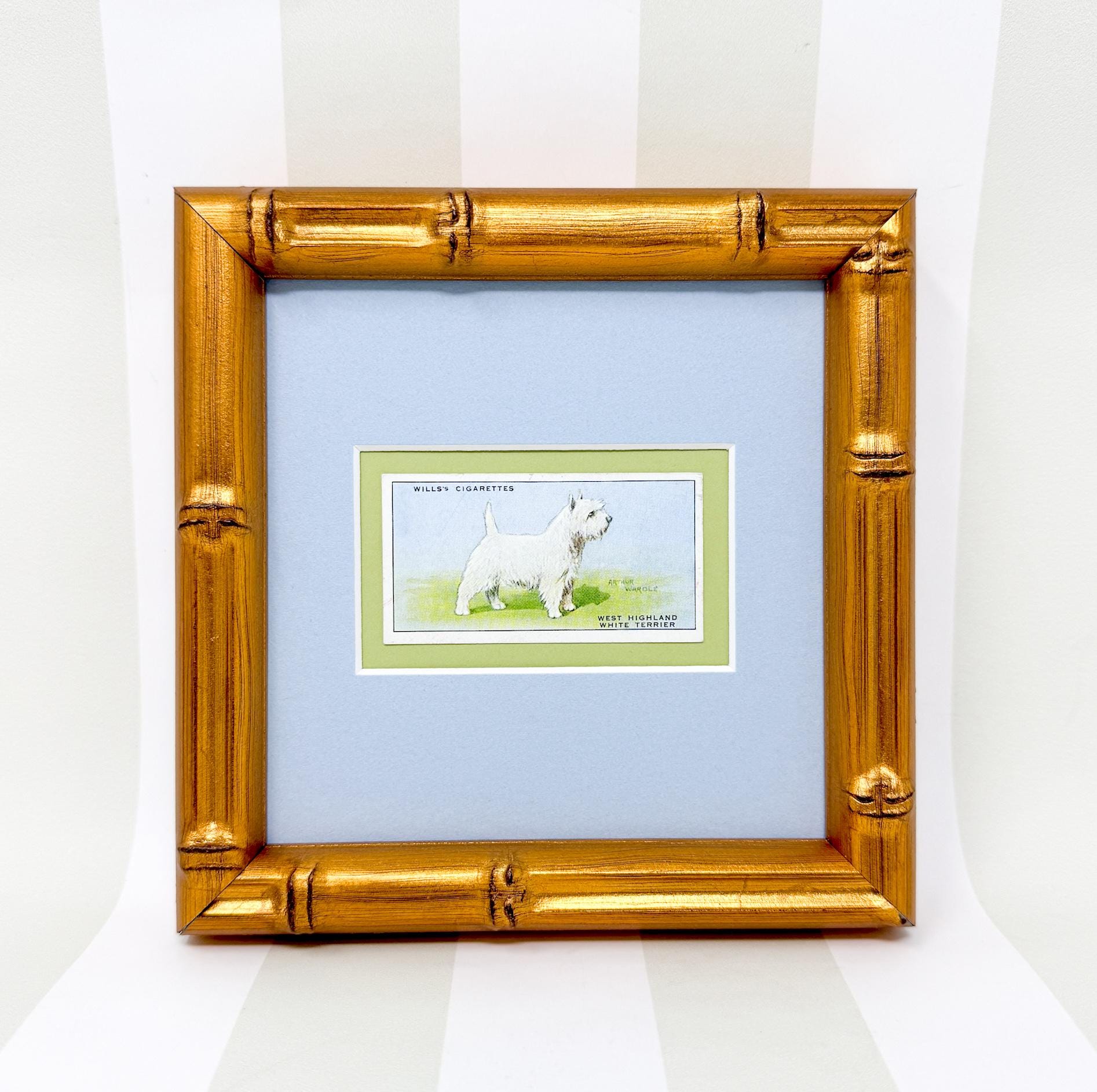 Framed Vintage Dog Cigarette Card c. 1937, West Highland Terrier