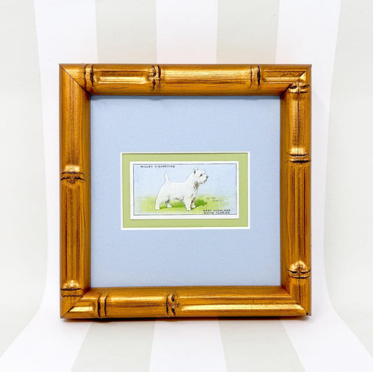 Framed Vintage Dog Cigarette Card c. 1937, West Highland Terrier