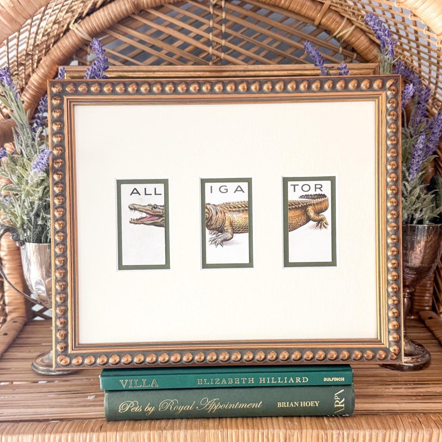 Framed Vintage Animalloys Cigarette Card c. 1934, Alligator