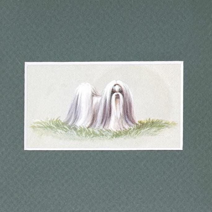 Framed Vintage Dog Cigarette Card c. 1971, Shih Tzu