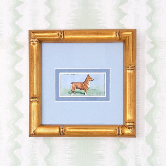 Framed Antique Dog Cigarette Card c. 1937, Welsh Corgi