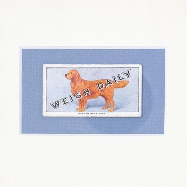 Framed Vintage Dog Cigarette Card, Golden Retriever
