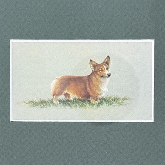 Framed Vintage Dog Cigarette Card c. 1971, Corgi