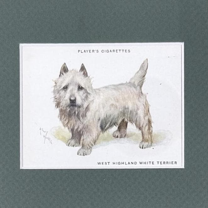 Framed Antique Dog Cigarette Card c. 1933, West Highland White Terrier