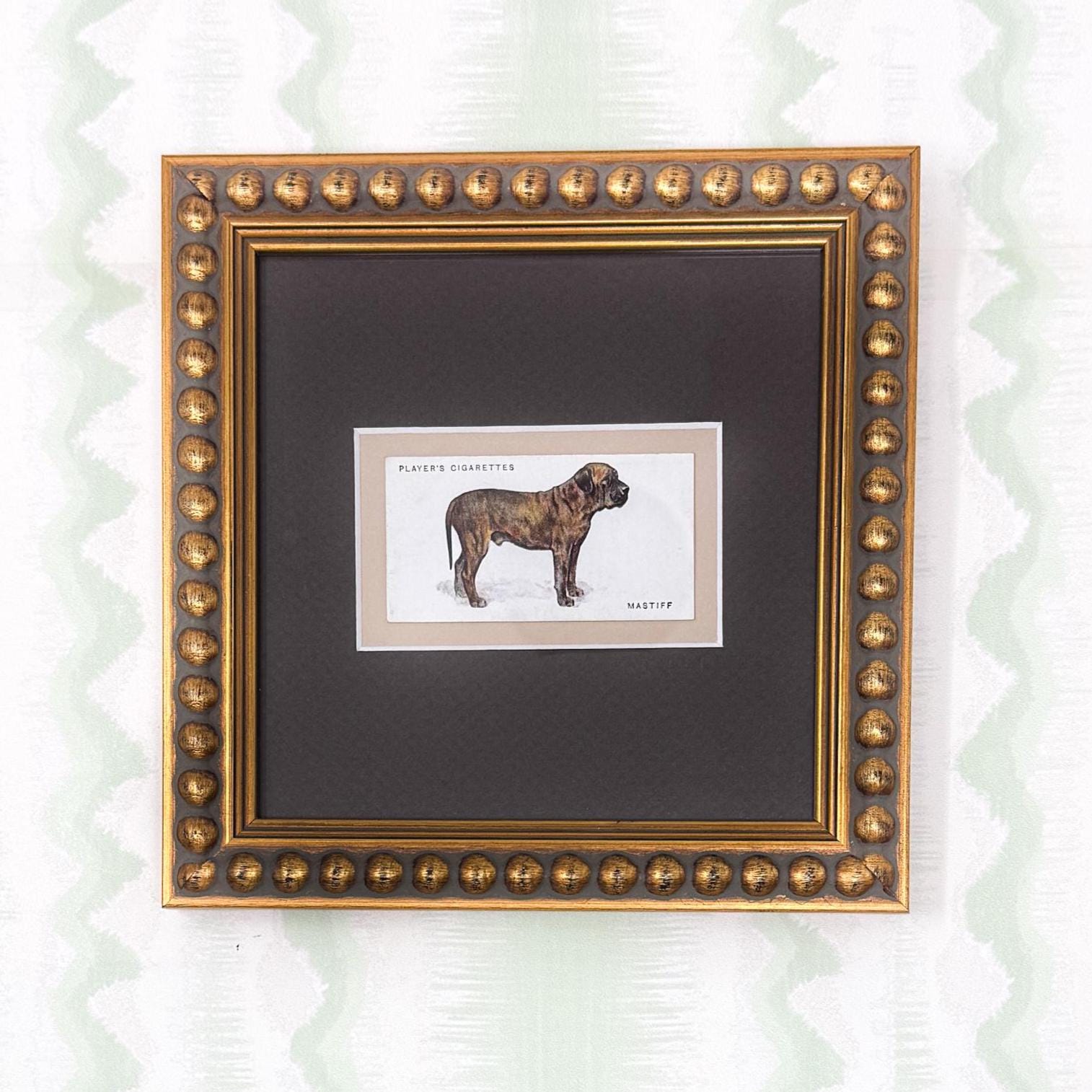 Framed Dog Antique Cigarette Card c. 1931, Mastiff