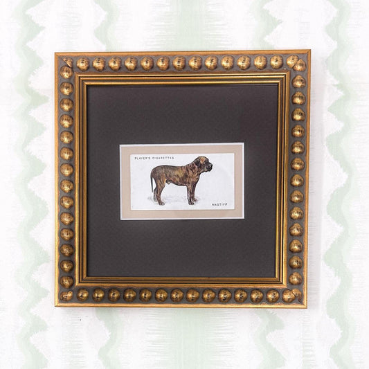 Framed Dog Antique Cigarette Card c. 1931, Mastiff