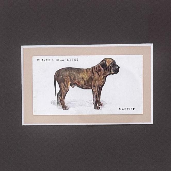 Framed Dog Antique Cigarette Card c. 1931, Mastiff