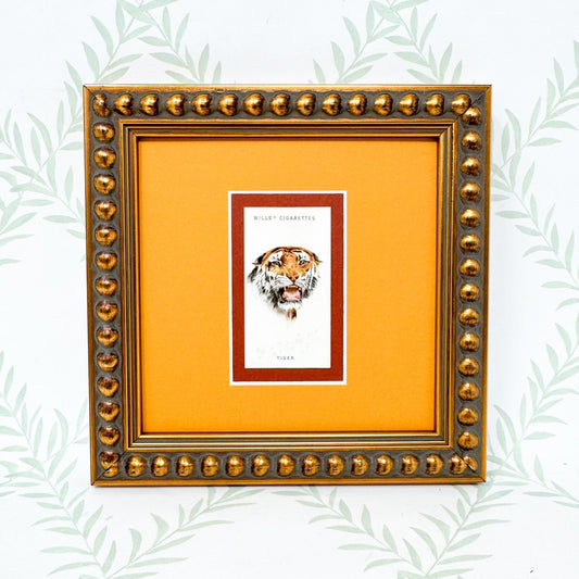 Framed Antique Cigarette Card c. 1931, Tiger